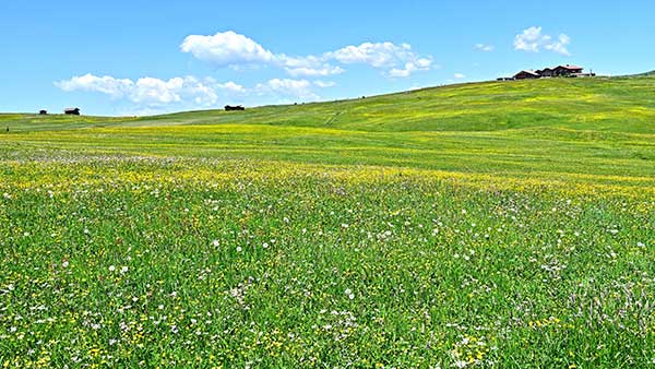 alpedisiusi